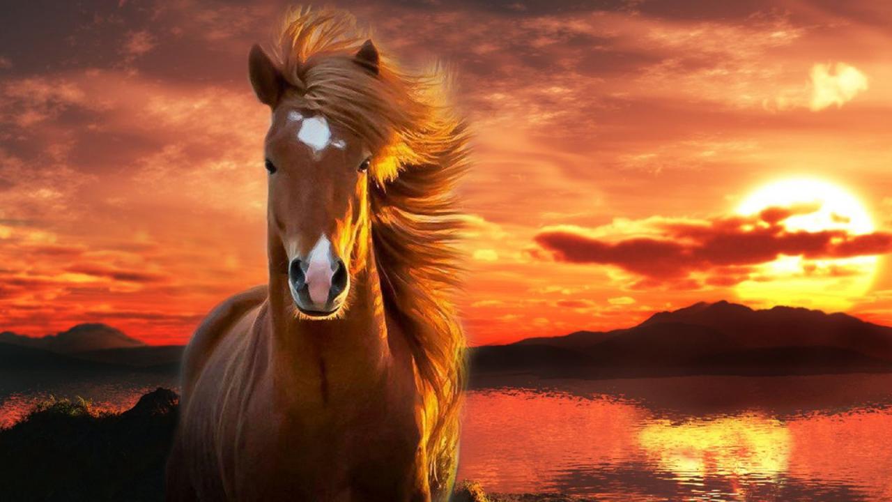 صورة حصان جميل - صور حلوه