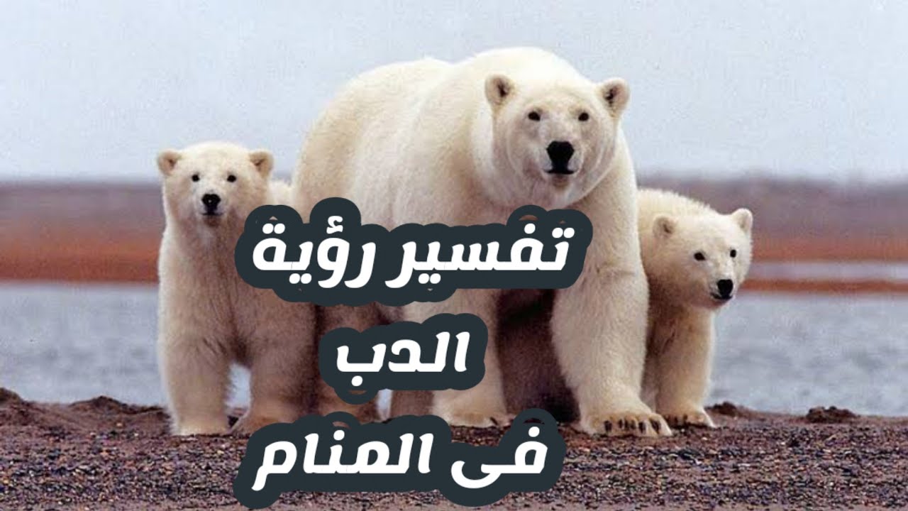 الدب في المنام 2287