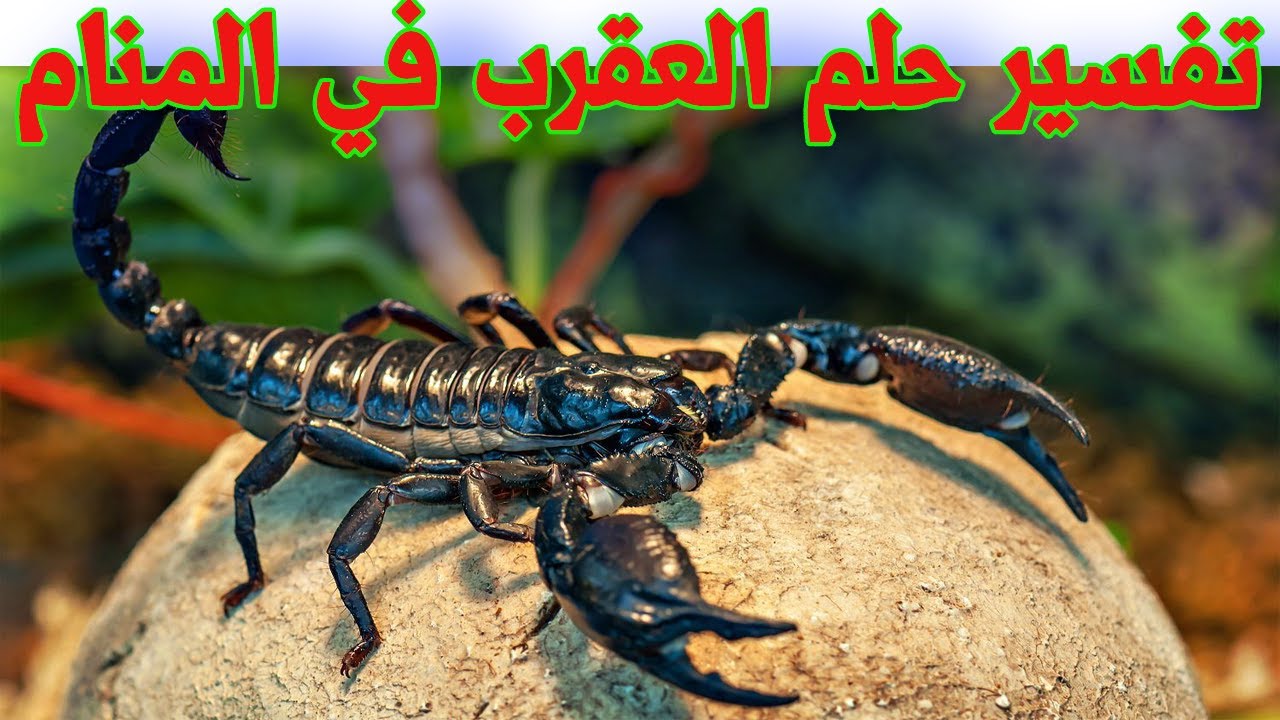 حلم بالعقارب السوداء