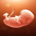 2413 1 حامل في الاسبوع الثامن ولم يظهر الجنين مروة